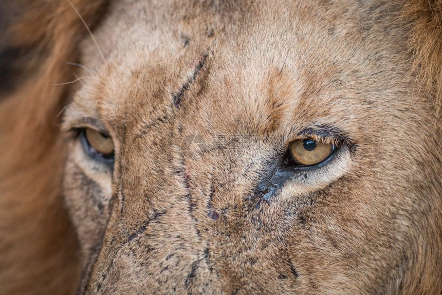 南非克鲁格公园的狮子眼闭图片