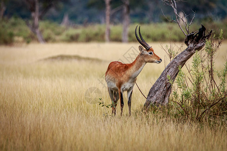 莫雷米站在博茨瓦纳奥卡万戈三角洲的草地上背景