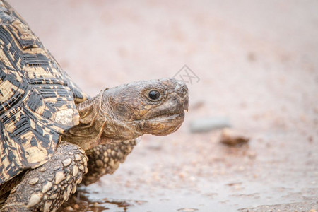 豹状乌龟在南非克鲁格公园附近关闭背景图片