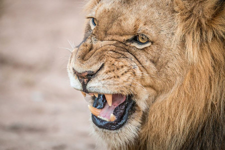 在南非克鲁格公园种狮子图片