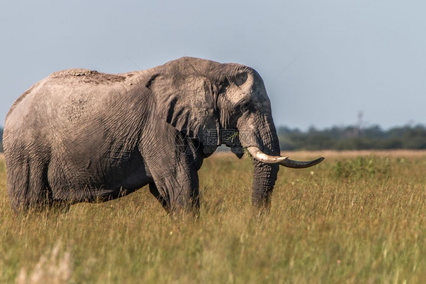 大象在博茨瓦纳乔贝公园的草地上行走图片