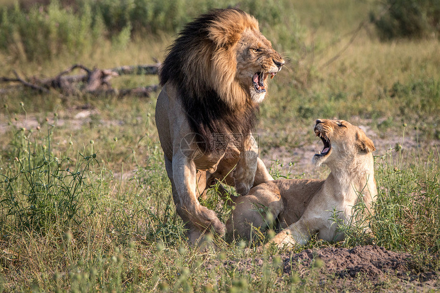 博茨瓦纳乔贝公园的一对狮子交配图片