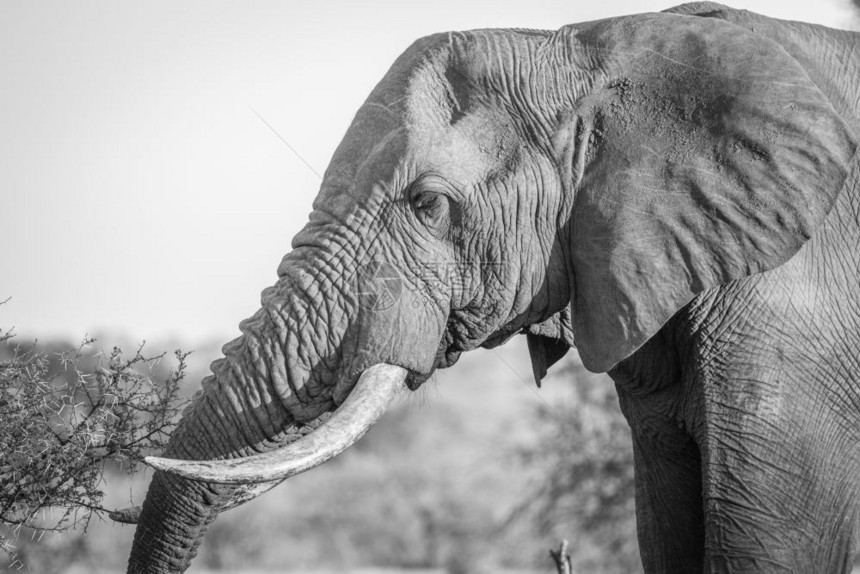 在南非克鲁格公园黑白大象的侧面简介图片