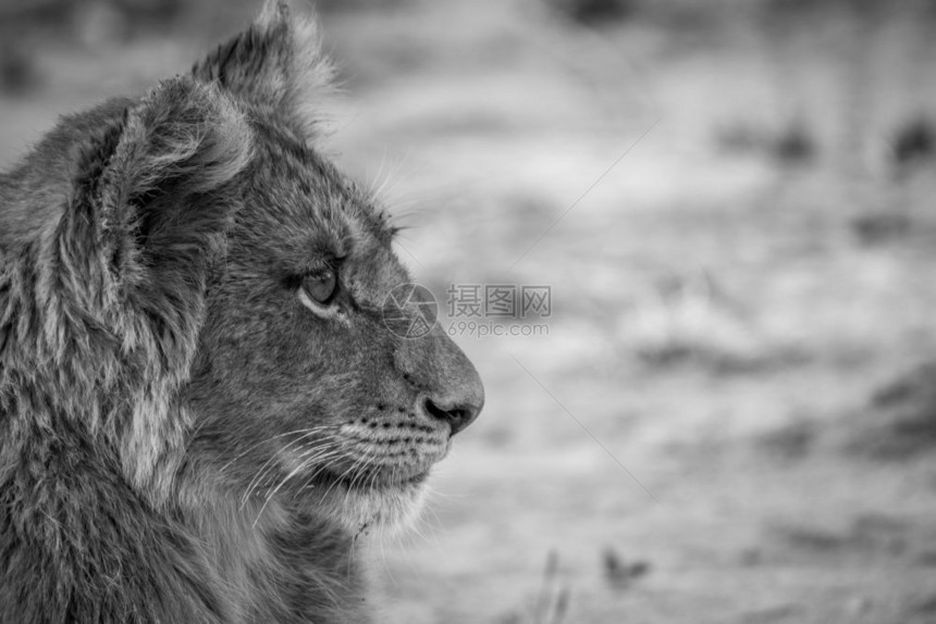 在南非克鲁格公园一只黑白狮子幼崽的侧面简介图片