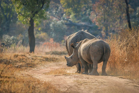 白犀牛在南非的路上行走图片