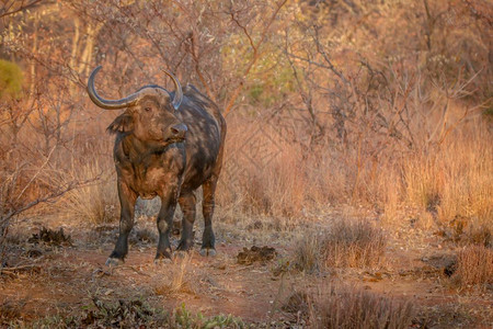 站在南非Welgevonden游戏保留地的草上非洲大水牛图片