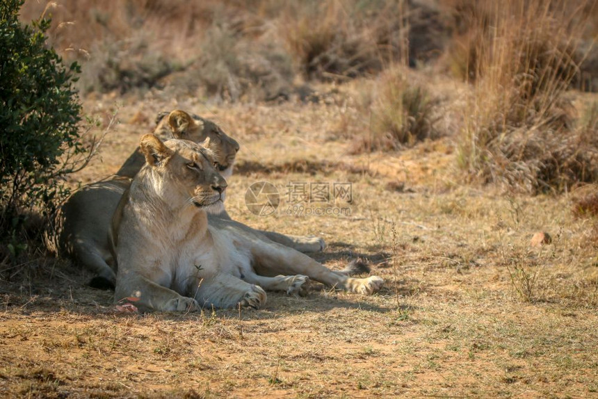 南非韦尔格沃登保护区灌木丛下休息的两只雌狮图片