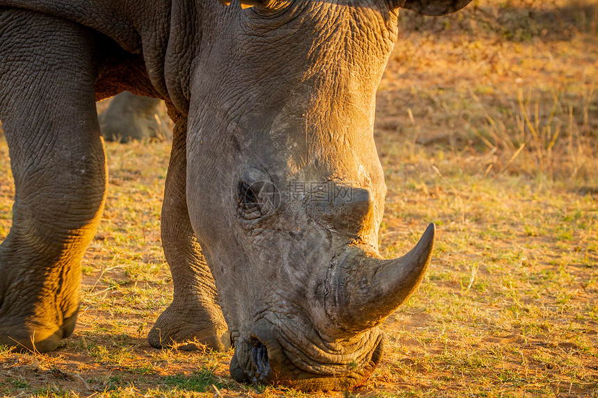 南非金光下白犀牛的近距离放牧图片