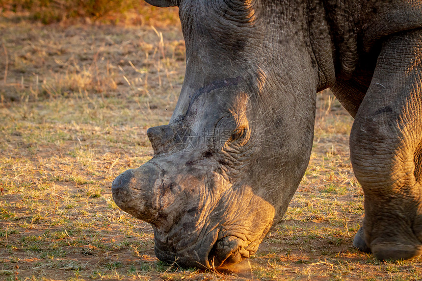 南非金光下白犀牛的近距离放牧图片