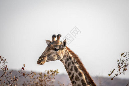 南非韦尔格沃登保护区内的长颈鹿侧脸图片