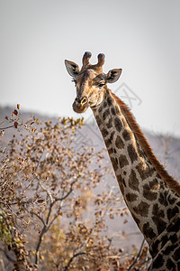 南非韦尔格沃登保护区里的长颈鹿高清图片
