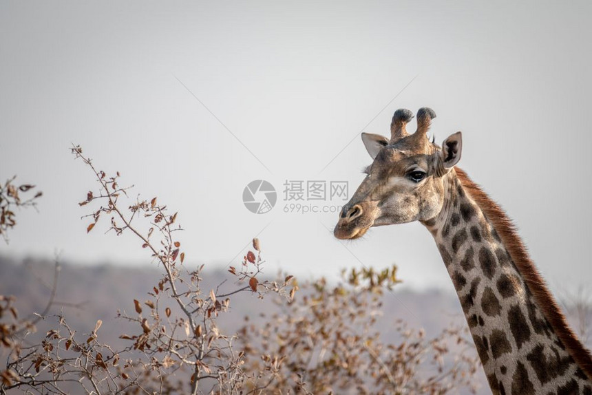 南非Welgevonden游戏保留地的Giraffe的侧面简介图片