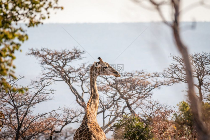 Giraffe站在南非Welgevonden游戏保护区的非洲灌木丛中图片