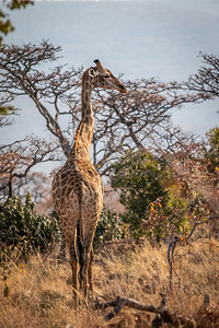南非韦尔格沃登保护区灌木丛中的长颈鹿图片