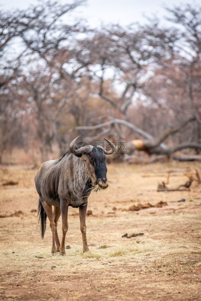 南非Welgevonden游戏保留地的蓝野马站着吃食图片