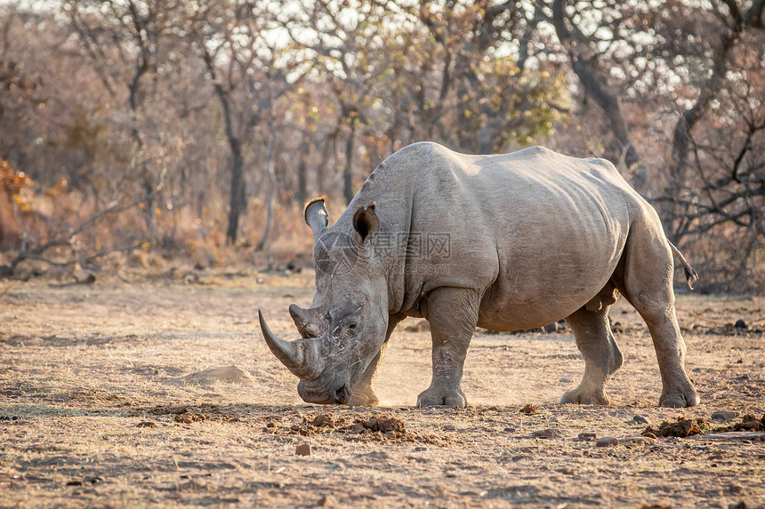白犀牛站在草地上南非图片