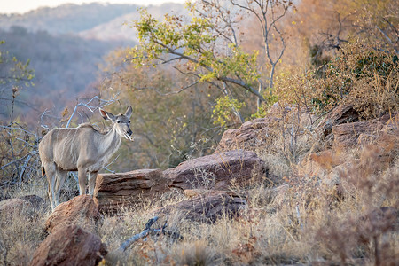 南非Welgevonden游戏保留地的Kudu雌咀嚼骨头图片