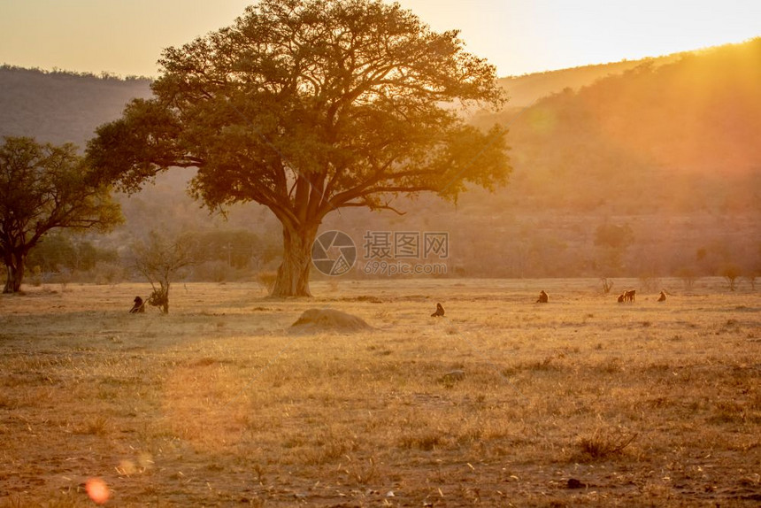 南非Welgevonden游戏保留地Chacmababoons的日落在开阔平原上图片