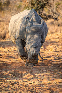 钦切罗斯在南非的摄影机旁看白犀牛背景