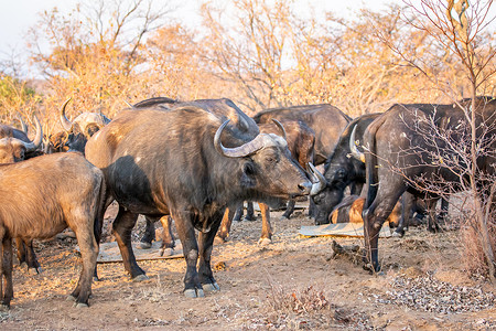 南非Welgevonden游戏保护区一头非洲水牛的侧面简介图片