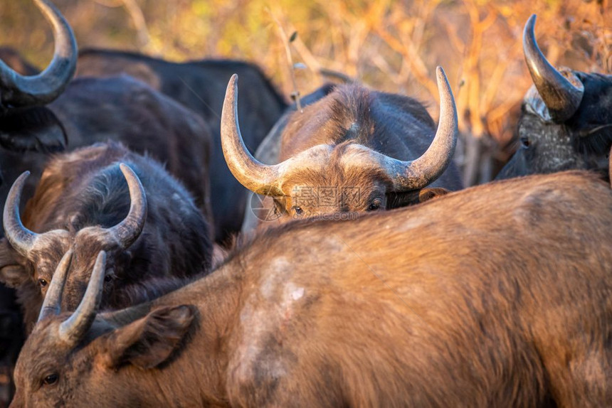 非洲水牛躲在Welgevonden游戏保留地南非另一头水牛身后图片