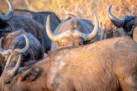 非洲水牛躲在Welgevonden游戏保留地南非另一头水牛身后图片