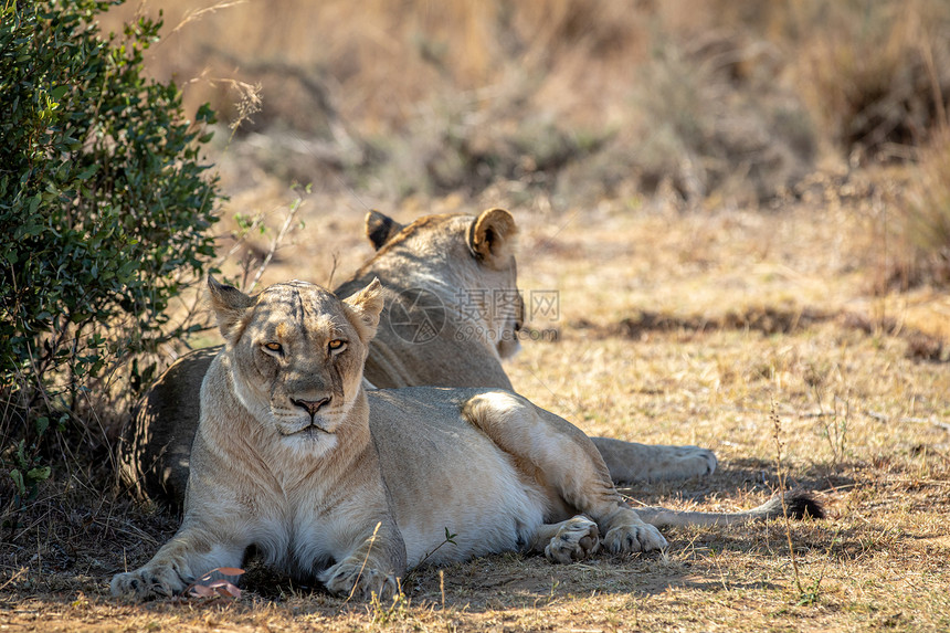 南非Welgevonden游戏保留地坐在灌木丛下的两个狮子女郎图片