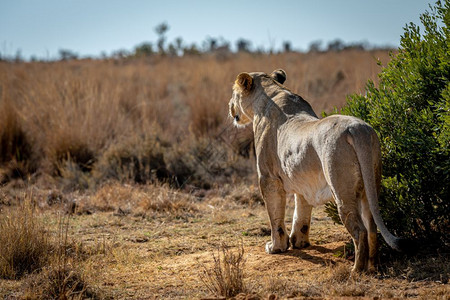 狮子座在南非Welgevonden游戏保留地扫荡平原寻找猎物背景