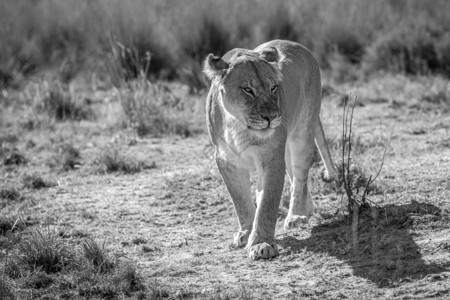 南非韦尔格沃登保护区的狮子黑白镜头图片