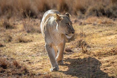 在南非韦尔格沃登保护区里向镜头走来的狮子图片