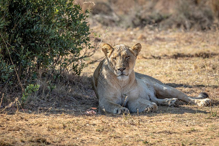 狮子队在南非Welgevonden游戏保护区的灌木丛下躺图片