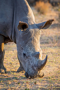 里诺切罗斯近距离接白犀牛放牧南非背景