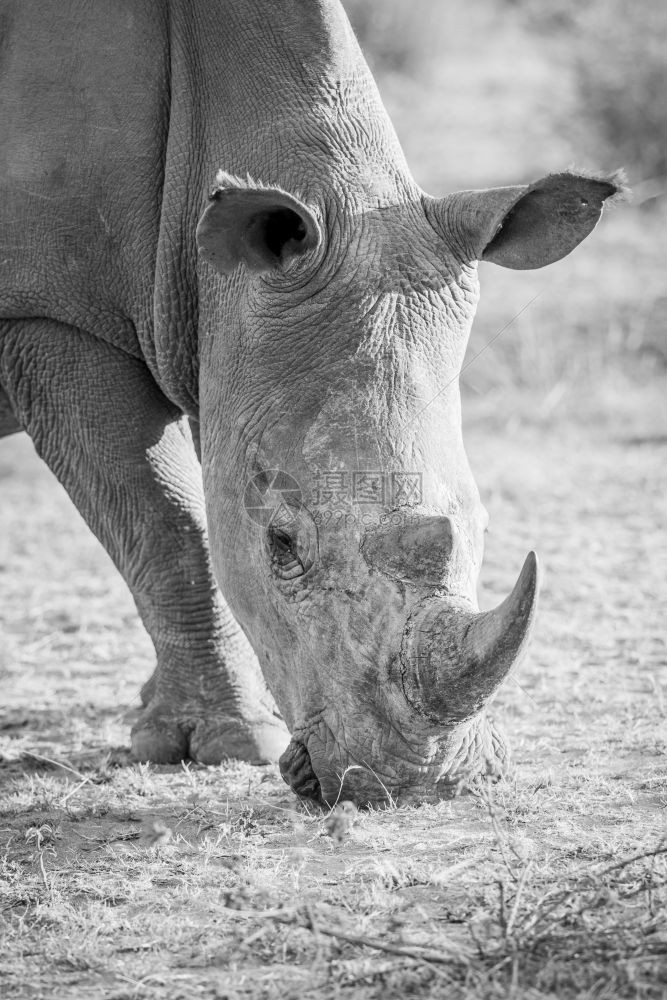 近距离的白犀牛放牧黑南非图片
