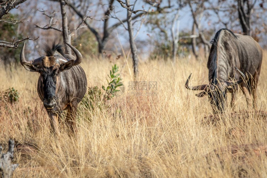 在南非Welgevonden游戏保留地的草上站着两个蓝色野马图片