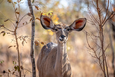 维尔德霍南非Welgevonden游戏保留地的一位年轻女Kudu近身背景