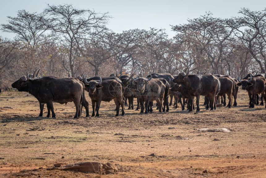 在南非Welgevonden游戏保留地的一片开阔平原上聚集了一大群非洲水牛图片