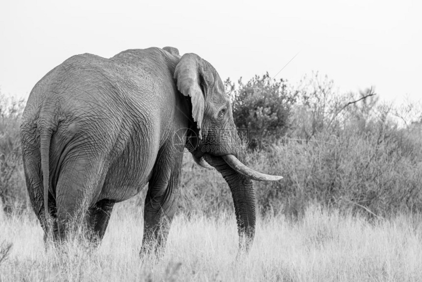 大象公牛正站在镜头前面对黑白的镜头南非韦尔格文登游戏保留地图片