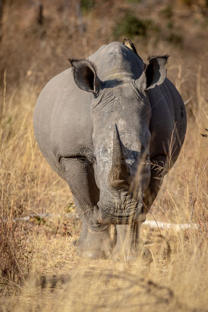 白犀牛在南非Welgevonden游戏保留地的摄影机上图片