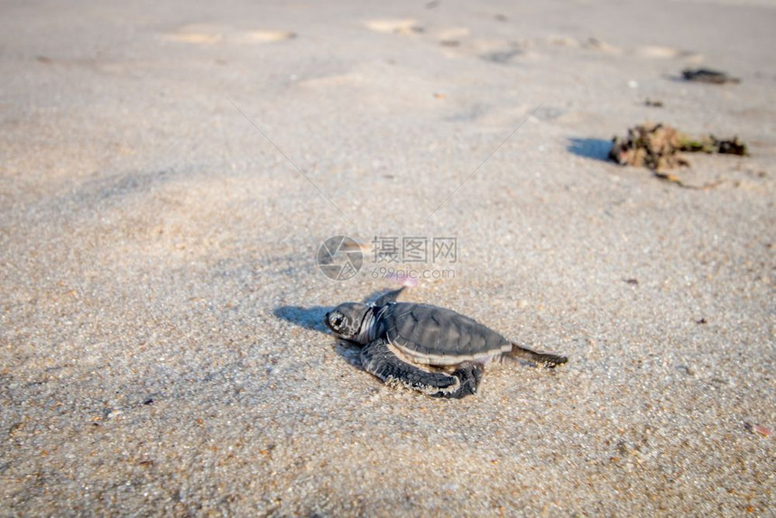 在坦桑尼亚斯瓦希里海岸滩上孵化的绿龟图片