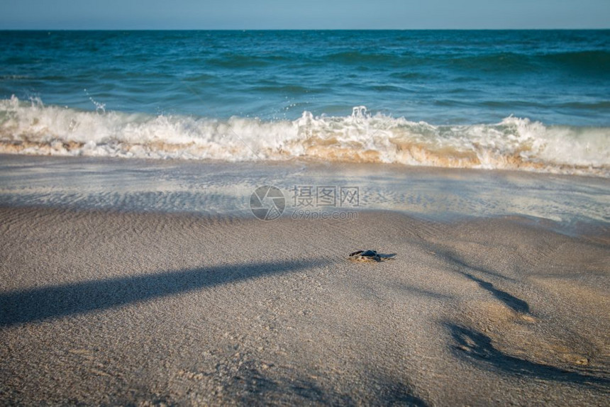 在坦桑尼亚斯瓦希里海岸滩上孵化的绿龟图片