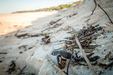 龟板在坦桑尼亚斯瓦希里海岸滩上孵化的绿龟背景