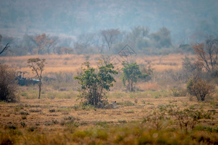 南非韦尔格沃登保护区的丛林图片