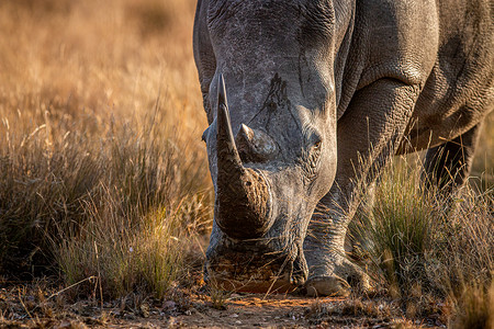 钦切罗斯近距离接白犀牛头南非背景