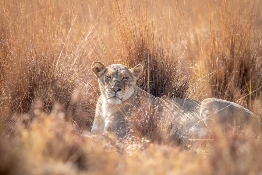 南非威尔盖凡登保留区内休息的狮子图片