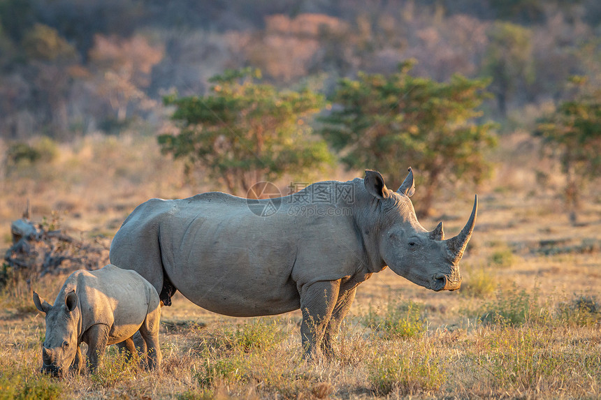 白犀牛和小站在草地上南非图片