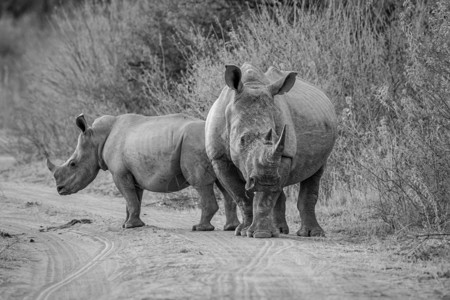两个白犀牛站在南非黑白的灌木路上图片