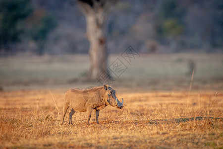 跖疣南非Welgevonden游戏保留地的野猪站在草上背景
