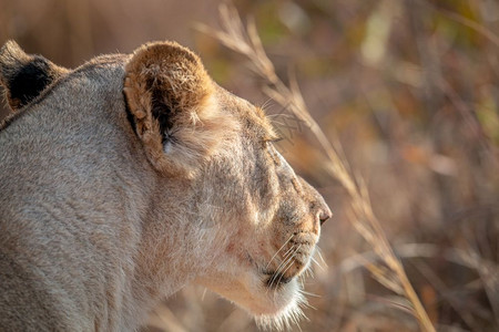 南非威尔盖凡登保留区内的狮子侧脸图片