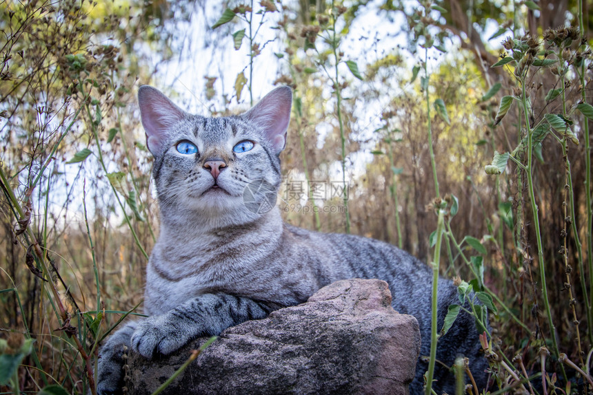 蓝眼睛猫躺在非洲草地之间图片