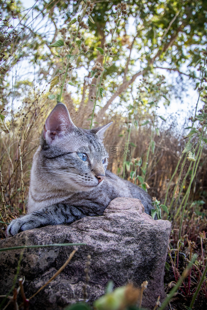 蓝眼睛猫躺在非洲草地之间图片